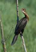 Малый баклан фото (Phalacrocorax pygmeus) - изображение №180 onbird.ru.<br>Источник: www.naturspesialisten.no